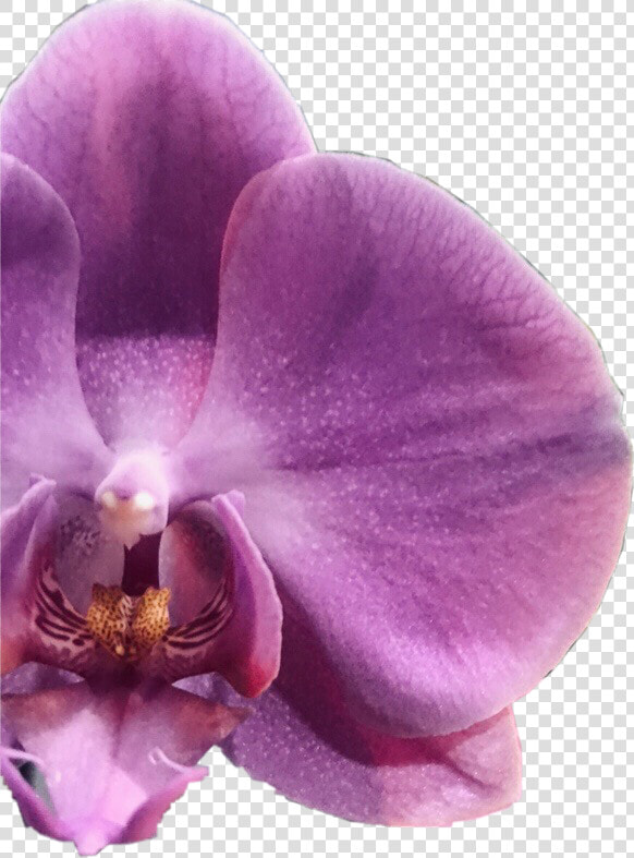  flower  orquídeas  orquidea  irapuato  beautifull   Phalaenopsis Sanderiana  HD Png DownloadTransparent PNG