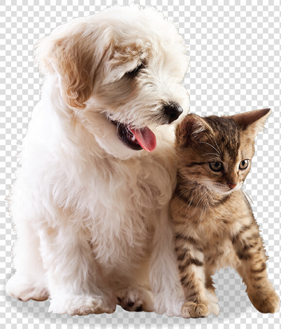 Pets Lover  HD Png DownloadTransparent PNG