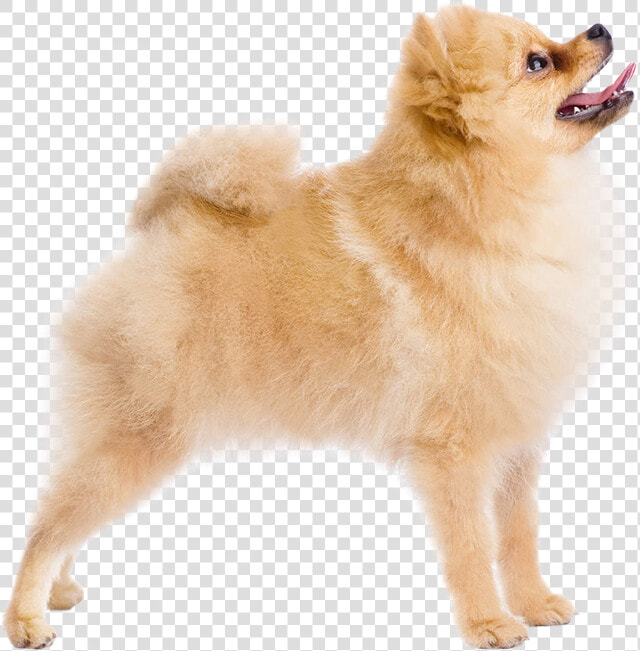 Anjing Pomeranian Art  HD Png DownloadTransparent PNG