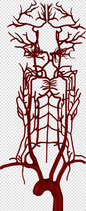 Blood Vessels Png  Transparent PngTransparent PNG