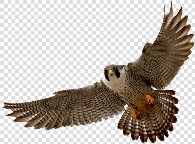 Falcon Png   Peregrine Falcon Png  Transparent PngTransparent PNG