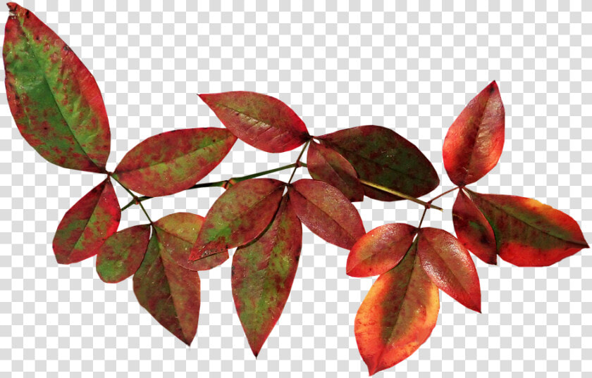 Leaves  Bamboo  Nandina  Autumn  Fall  Nature  Garden   Riberry  HD Png DownloadTransparent PNG