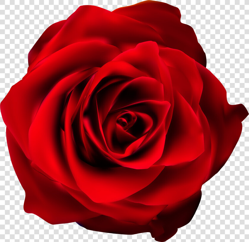 Transparent Rosas Rojas Png   Red Rose Transparent Background  Png DownloadTransparent PNG