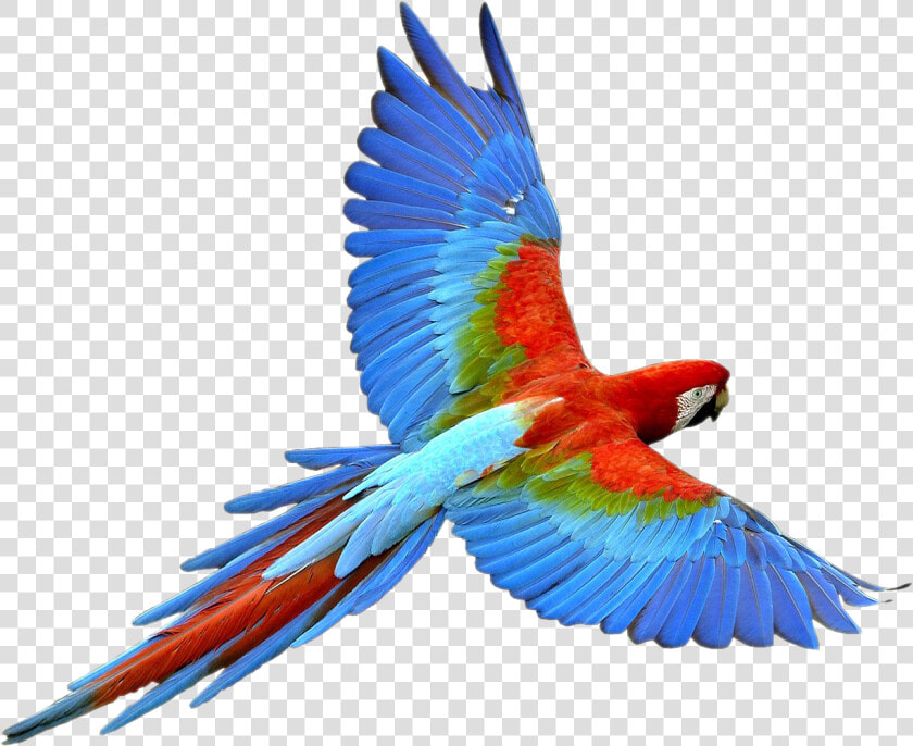 Parrot Transparent Image Parrot Animal  HD Png DownloadTransparent PNG