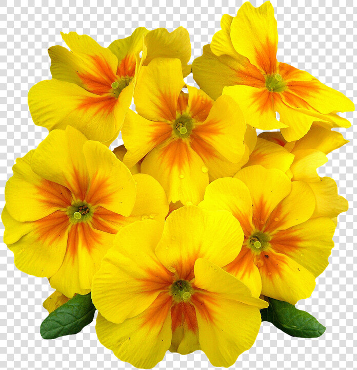 Primroses  Spring  Flowers  Plant  Primrose  Yellow   Evening Primrose Flower Png  Transparent PngTransparent PNG