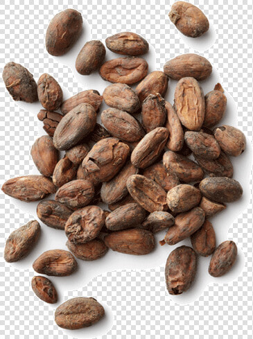 Cacao Png   Cocoa Beans Transparent Background  Png DownloadTransparent PNG