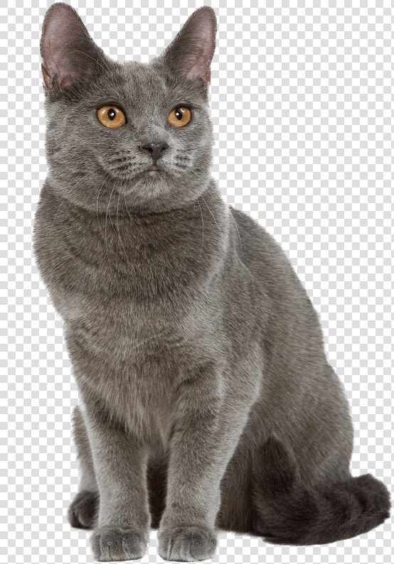 Https     www   Wikichat     Chat Chartreux  HD Png DownloadTransparent PNG