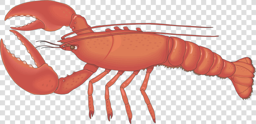 Transparent Lobster Claw Clipart   Lobster Cliparts  HD Png DownloadTransparent PNG