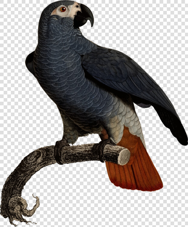 Eagle Fauna Vulture Beak Feather   African Grey Parrot Illustration  HD Png DownloadTransparent PNG