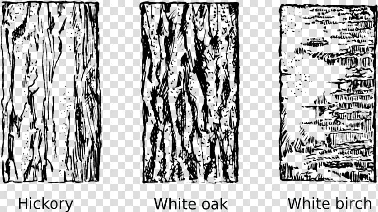 Tree Bark Tree Clipart Vector Transparent Library   Tree Bark Clip Art  HD Png DownloadTransparent PNG