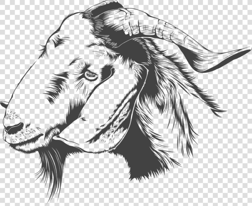 Download Goat Png Transparent Images Transparent Backgrounds   Goat Sketch Png  Png DownloadTransparent PNG