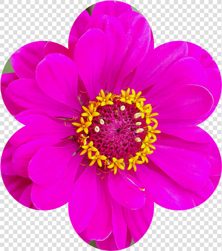  florecita maldeojo   Common Zinnia  HD Png DownloadTransparent PNG