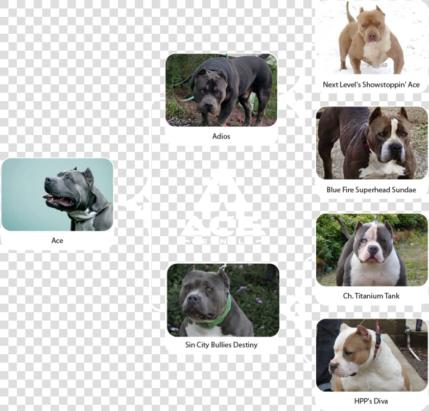 Ace Family Chart Horizontal 01   Olde English Bulldogge  HD Png DownloadTransparent PNG