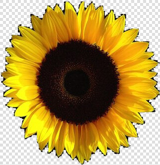 Aesthetic Sunflower Transparent Image   Transparent Background Sunflower Aesthetic Png  Png DownloadTransparent PNG