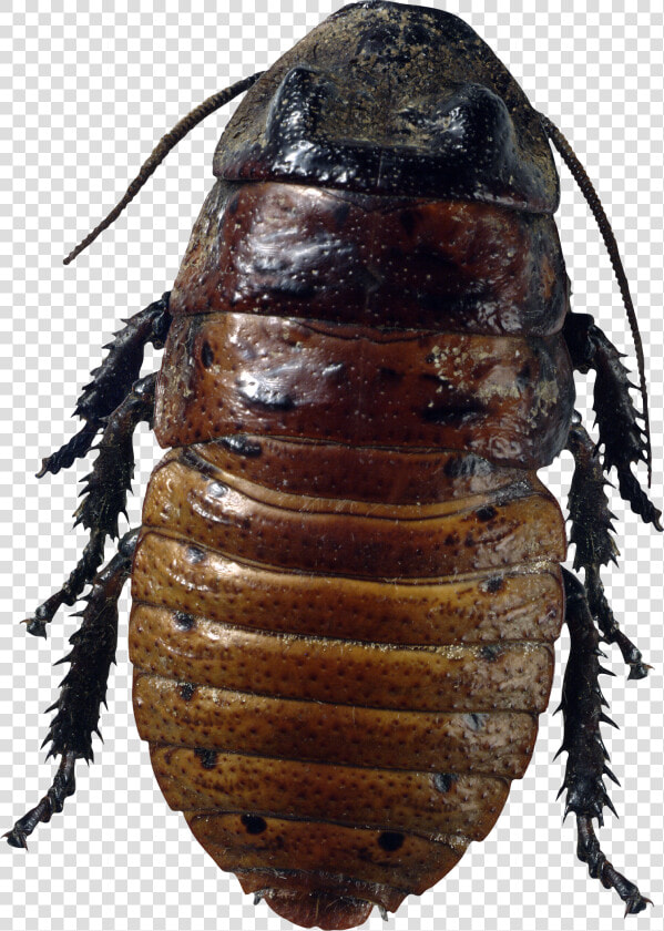 Roach Png   Png Bug  Transparent PngTransparent PNG