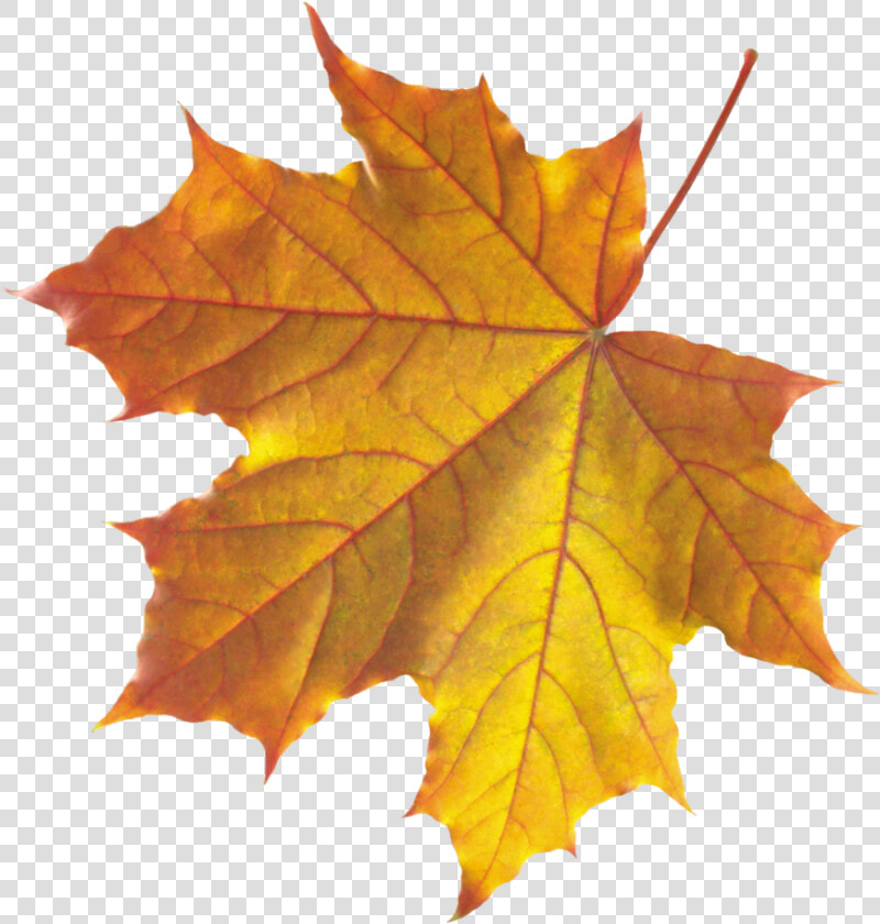 Yellow Autumn Leaves Png Image   Real Autumn Leaves Png  Transparent PngTransparent PNG