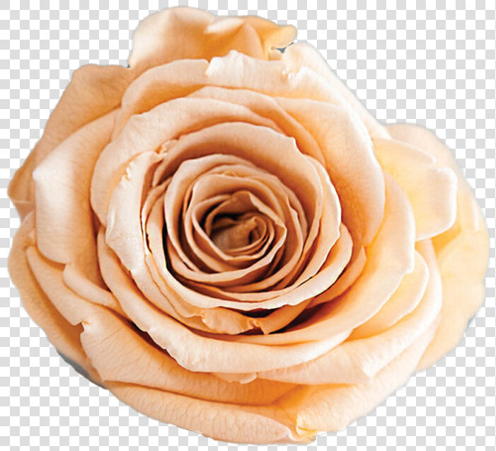 Rosas Preservadas Y Naturales   The Prestige Roses  HD Png DownloadTransparent PNG