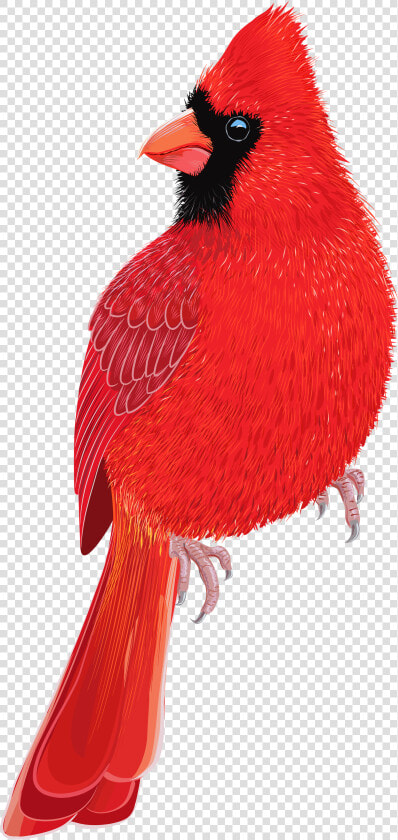 Red Bird Png Clipart Image   Red Cardinal Transparent Background  Png DownloadTransparent PNG