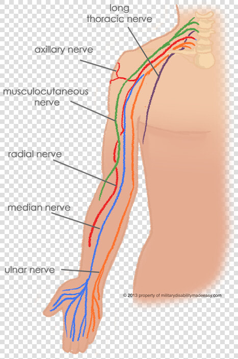 Nerves Meaning In Urdu  HD Png DownloadTransparent PNG