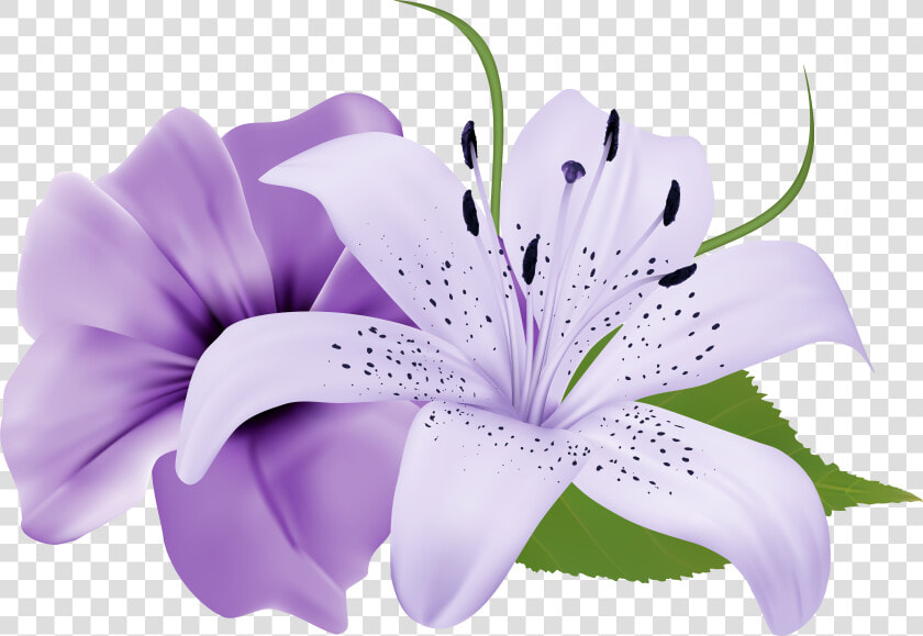 Purple Rose Clipart Australia   Purple Lily Flower Png  Transparent PngTransparent PNG