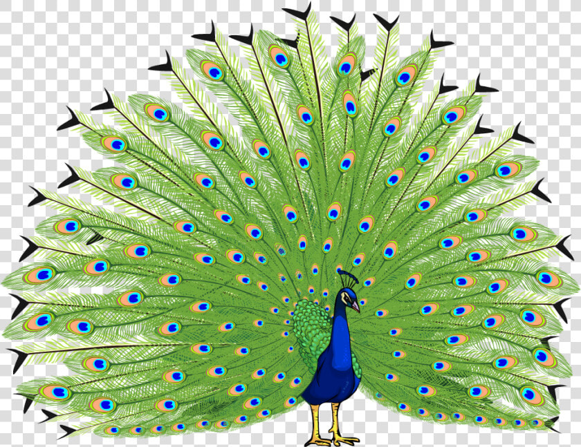 Proud As A Peacock   Peacock Png Hd  Transparent PngTransparent PNG