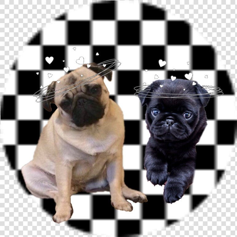 Pugs❤️   Turkish Coffee Cup Black And White  HD Png DownloadTransparent PNG