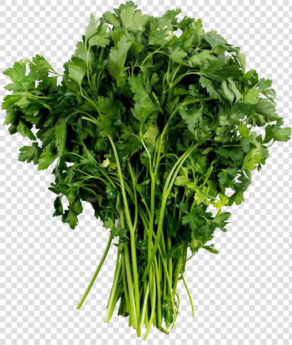 Parsley Plant Png  Transparent PngTransparent PNG