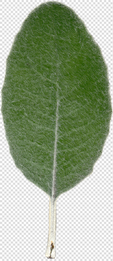 Plant Leaf Texture Front View By Hhh316   Common Sage  HD Png DownloadTransparent PNG