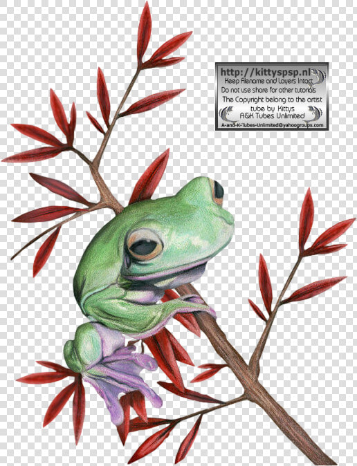 Kittys frogs   Pine Barrens Treefrog  HD Png DownloadTransparent PNG