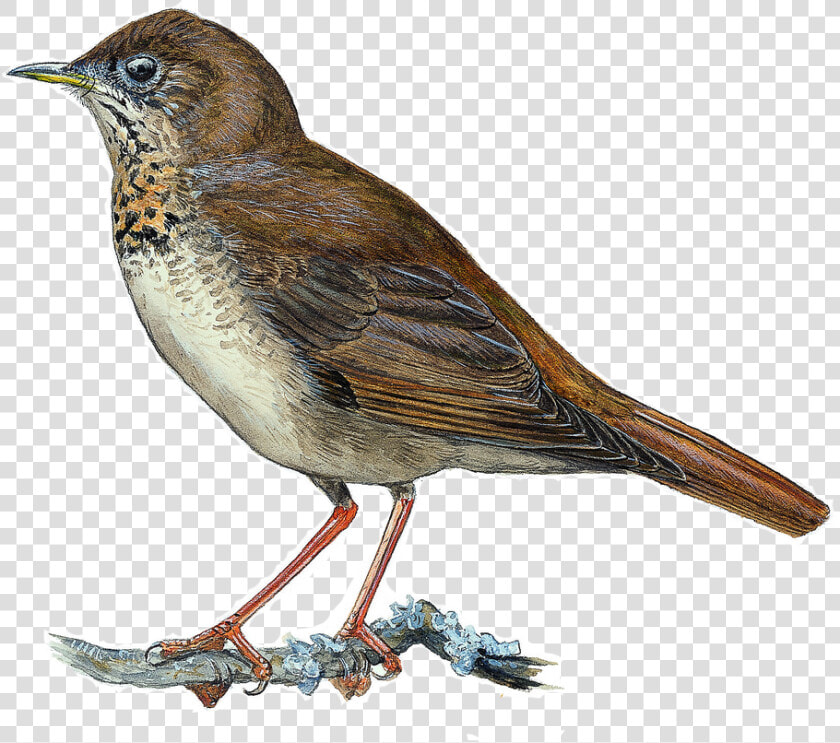 Black Chinned Quailfinch Drawing Hbw  HD Png DownloadTransparent PNG