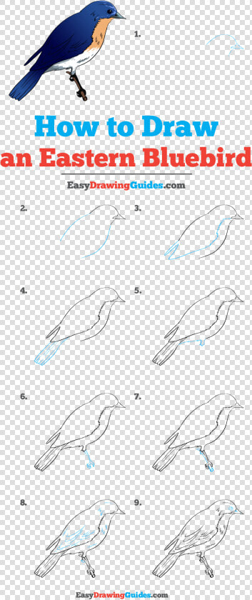 How To Draw Eastern Bluebird   Step By Step Blue Bird  HD Png DownloadTransparent PNG