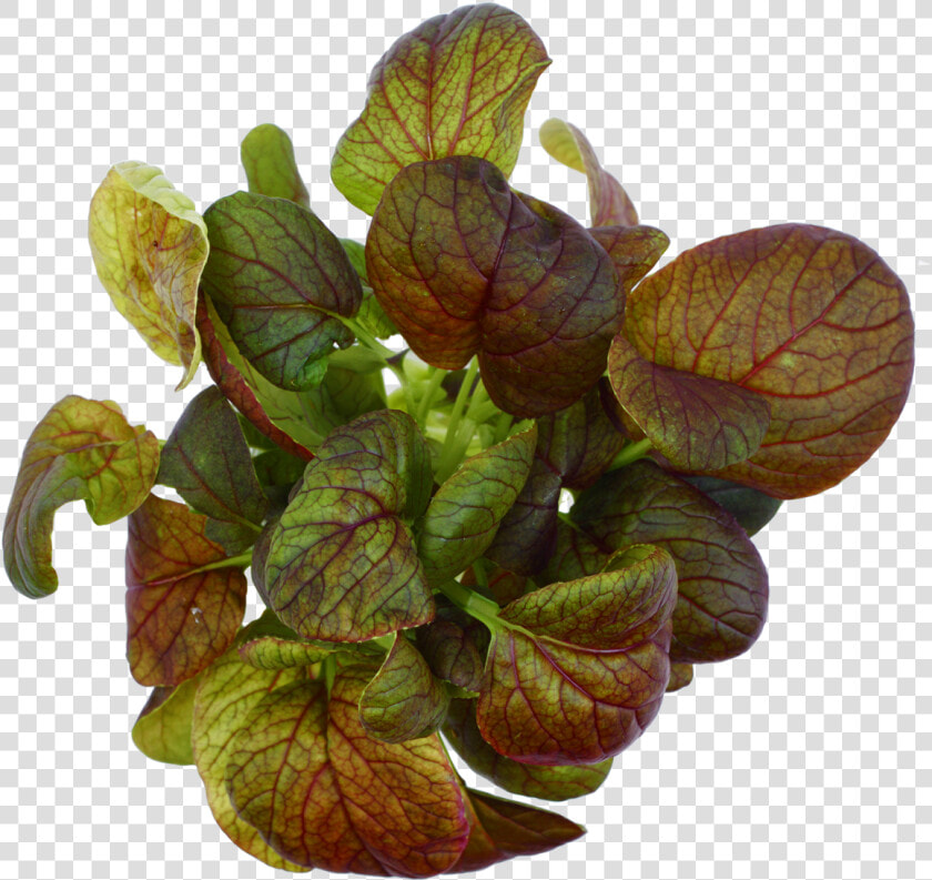 Purple Baby Pak Choi   Plant Pathology  HD Png DownloadTransparent PNG