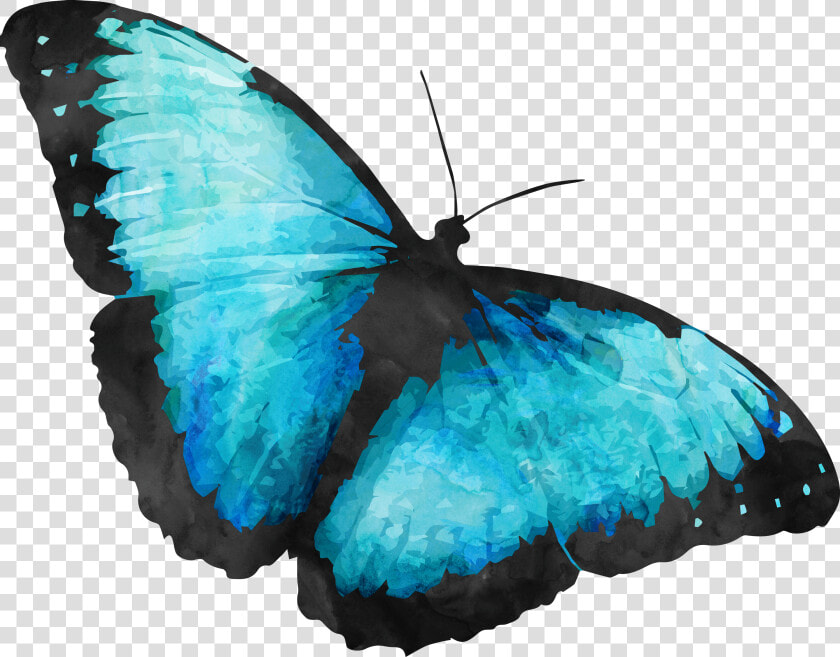 Transparent Background Blue Morpho Butterfly  HD Png DownloadTransparent PNG