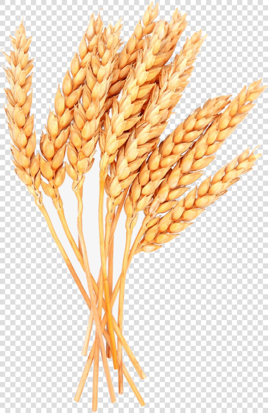 Wheat Vector Free Image Sheaves Of Clipart Transparent   Wheat Png  Png DownloadTransparent PNG