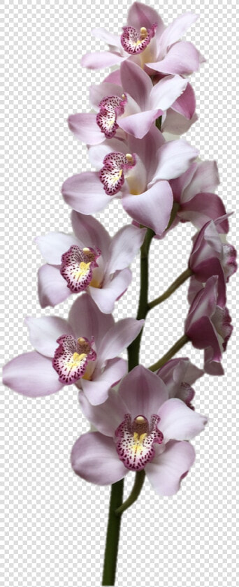 Cymbidium Supreme Light Lavender Orchid   Moth Orchid  HD Png DownloadTransparent PNG