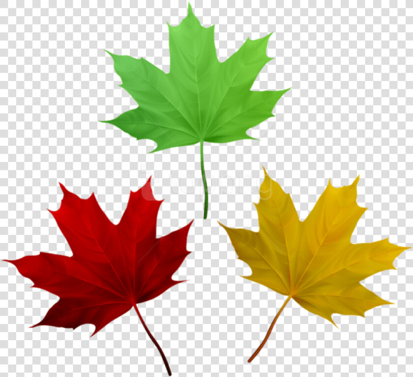 Download Fall Leaves Set Clipart Png Photo   Maple Leaves Free Clipart  Transparent PngTransparent PNG