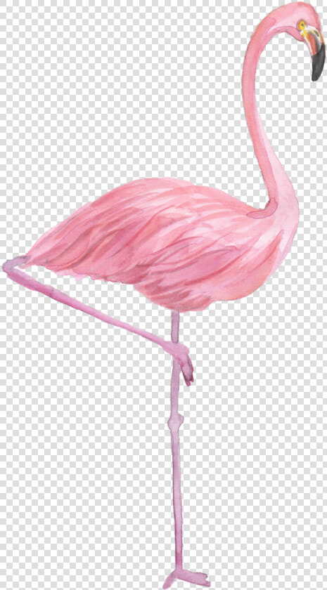 Flamingo Drawing Watercolor Painting   Transparent Watercolor Flamingo Png  Png DownloadTransparent PNG