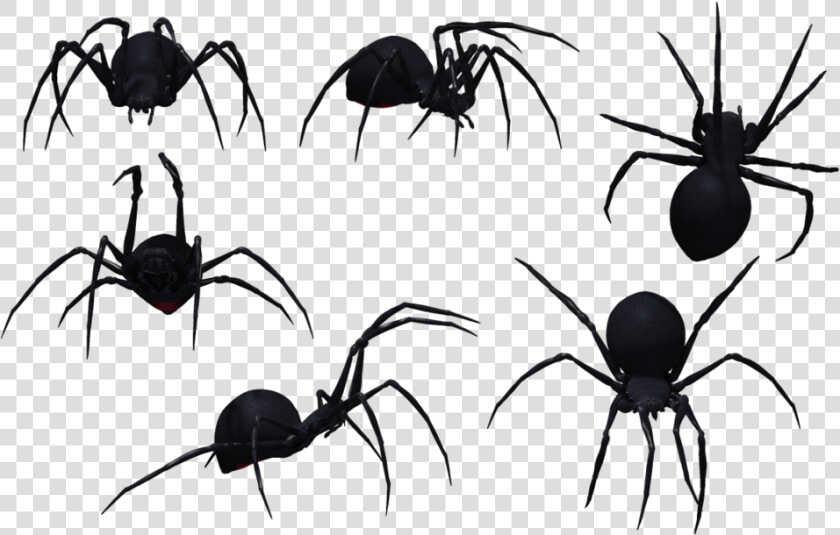 Parasite   Spider Drawing Side View  HD Png DownloadTransparent PNG