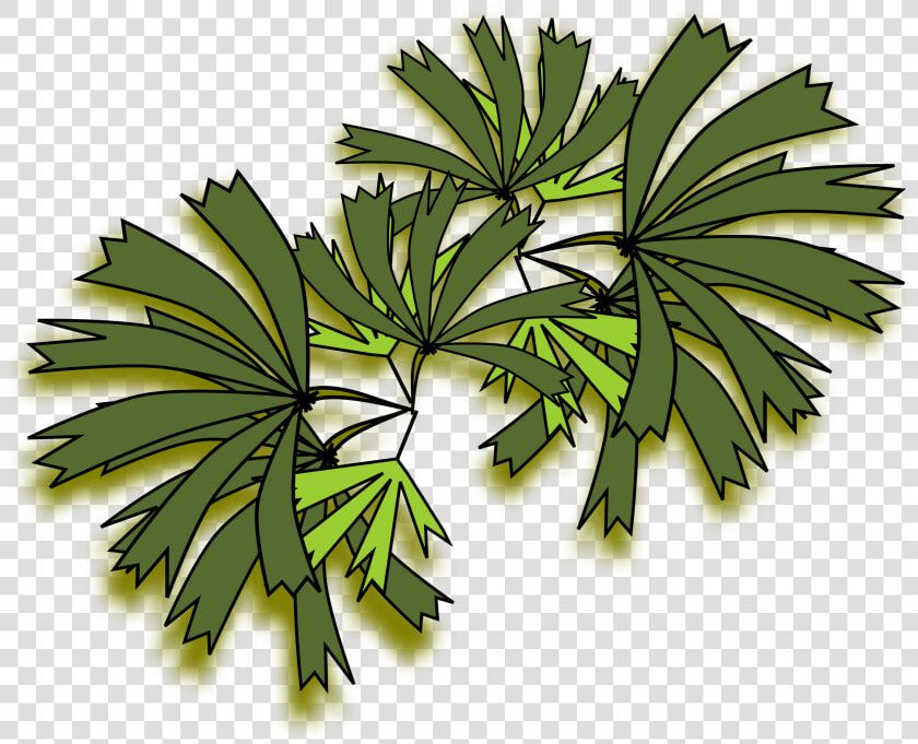 Palmeira Raphis Clip Arts   Raphis Palm Top View  HD Png DownloadTransparent PNG