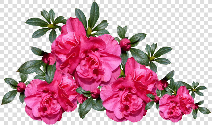 Azalea S  Bloemen  Plantaardige  Tuin  Regeling   Azaleas Png  Transparent PngTransparent PNG