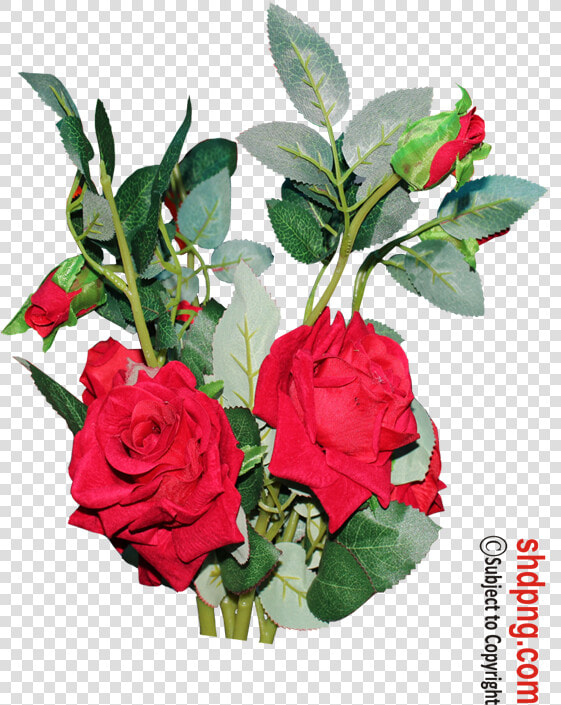 Floribunda  HD Png DownloadTransparent PNG