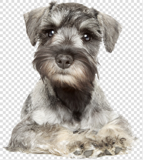 Your Furry Friend Looking A Bit Scruffy   Miniature Schnauzer White Background  HD Png DownloadTransparent PNG