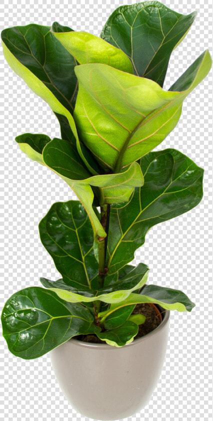 Ficus Lyrata   Fiddle Leaf Fig Nz  HD Png DownloadTransparent PNG