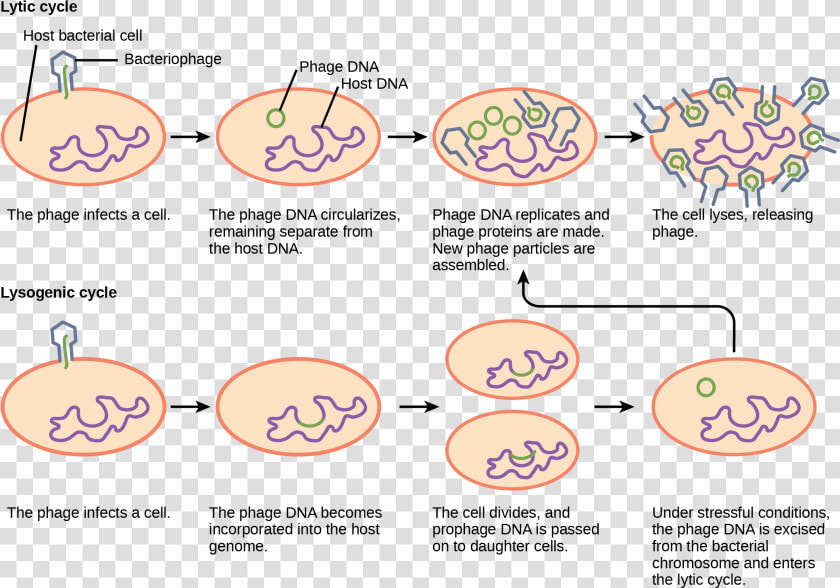 Hiv Vector Pollen   Lytic And Lysogenic Cycle  HD Png DownloadTransparent PNG