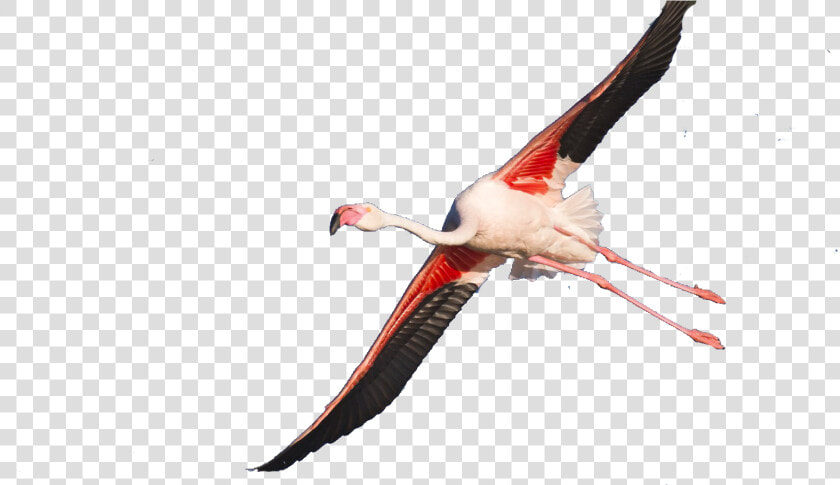 Seabird  HD Png DownloadTransparent PNG