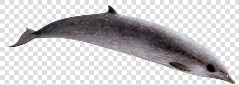 Sowerby  39 s Beaked Whale Png  Transparent PngTransparent PNG