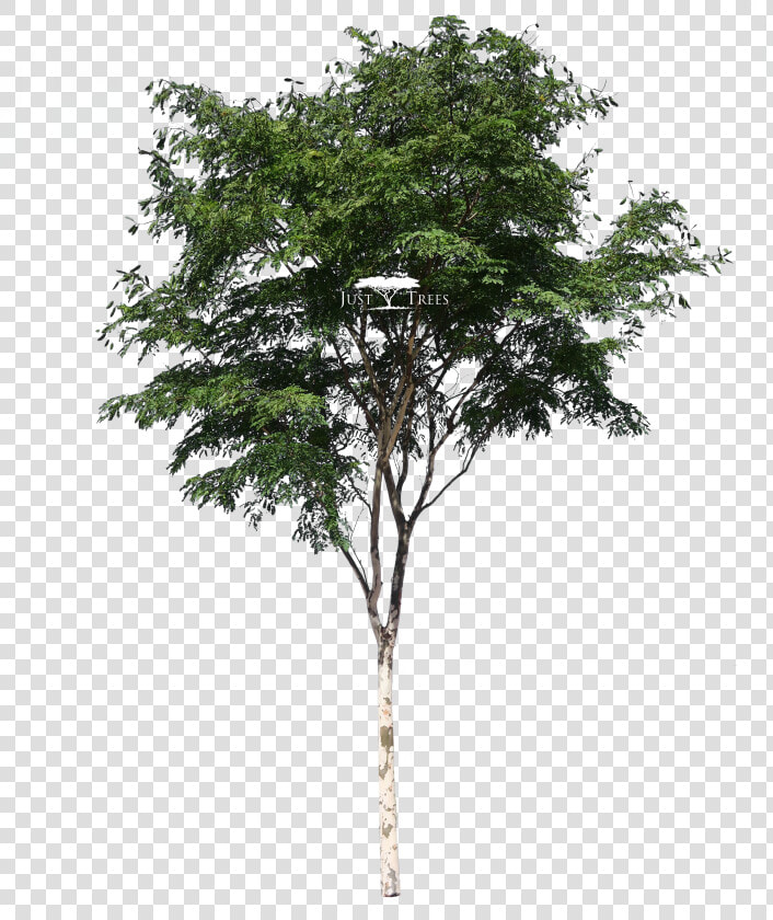 Trees Png No Background   Acacia Tree Png  Transparent PngTransparent PNG