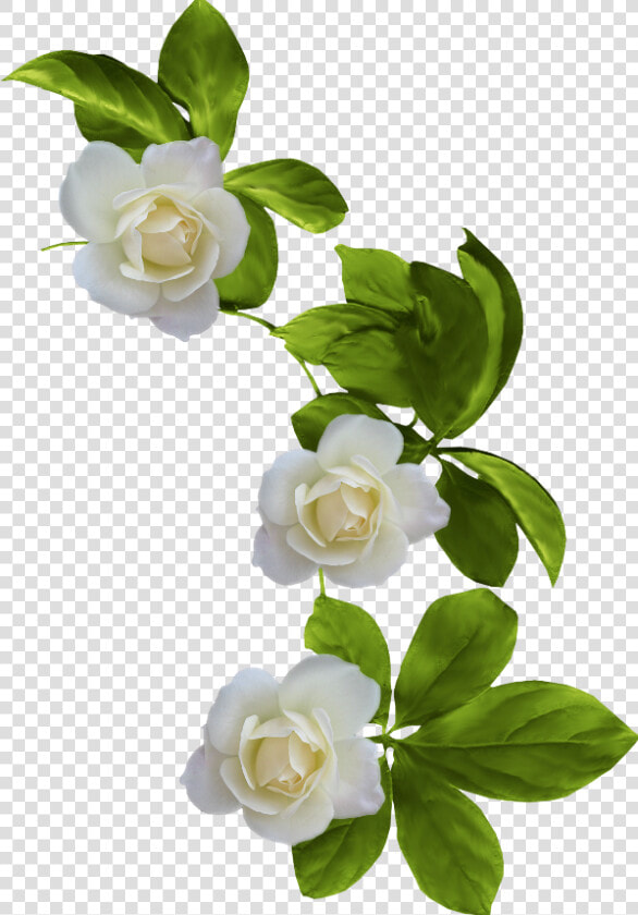 Transparent Background Gardenia Png  Png DownloadTransparent PNG