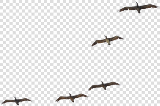 Flying Pelican Transparent Image   Pelican Flying Png  Png DownloadTransparent PNG