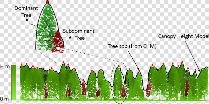 Tree Crown Detection And Delineation Lidar  HD Png DownloadTransparent PNG